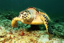 Hawksbill turtle - Taken in Puerto Adventuras Tortugas di... by Michael Salcito 